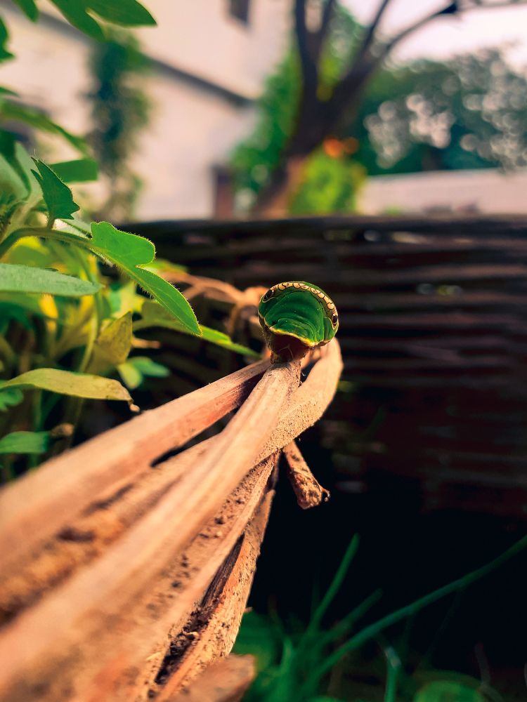 Фотография автора Rajvardhan Singh