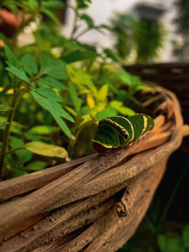 Фотография автора Rajvardhan Singh