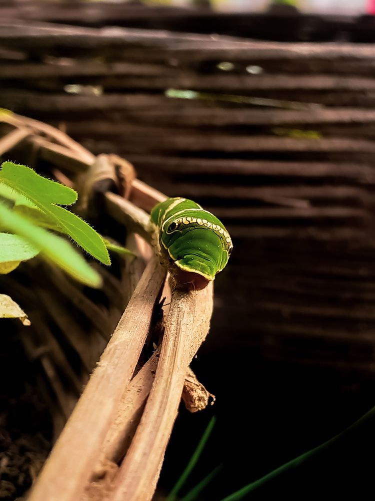 Фотография автора Rajvardhan Singh