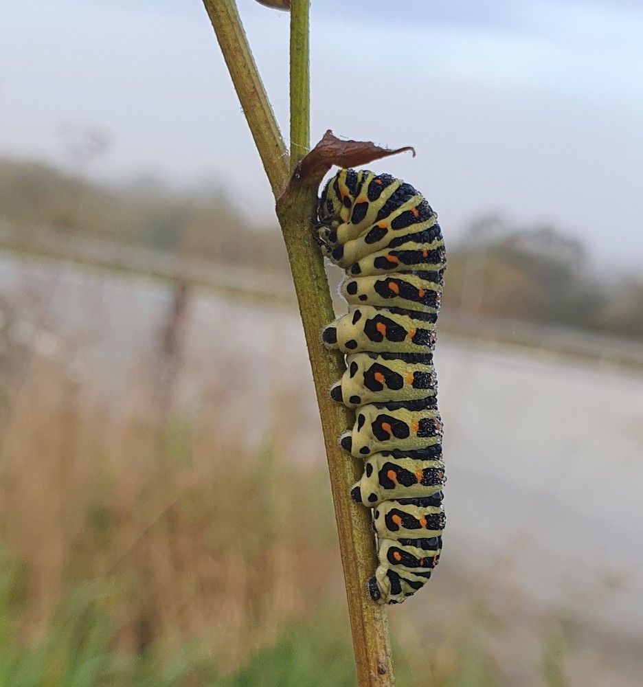 Гусеница и дождь