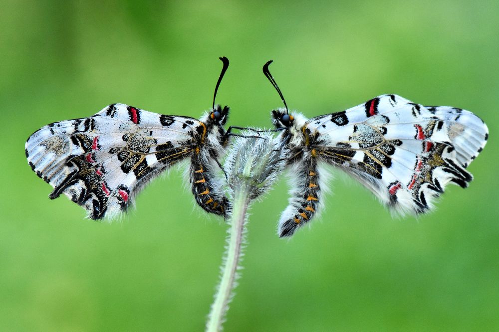 Фотография автора Ibrahim Alkan