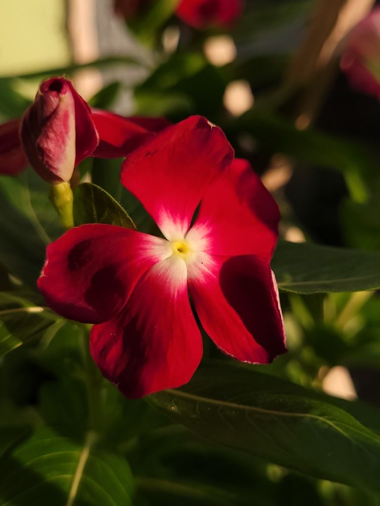 Red Vinca
