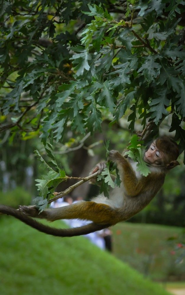 Photograph by Kalindu Ranawaka