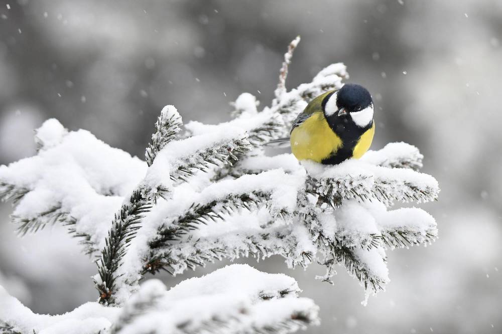Зима снегом одарила