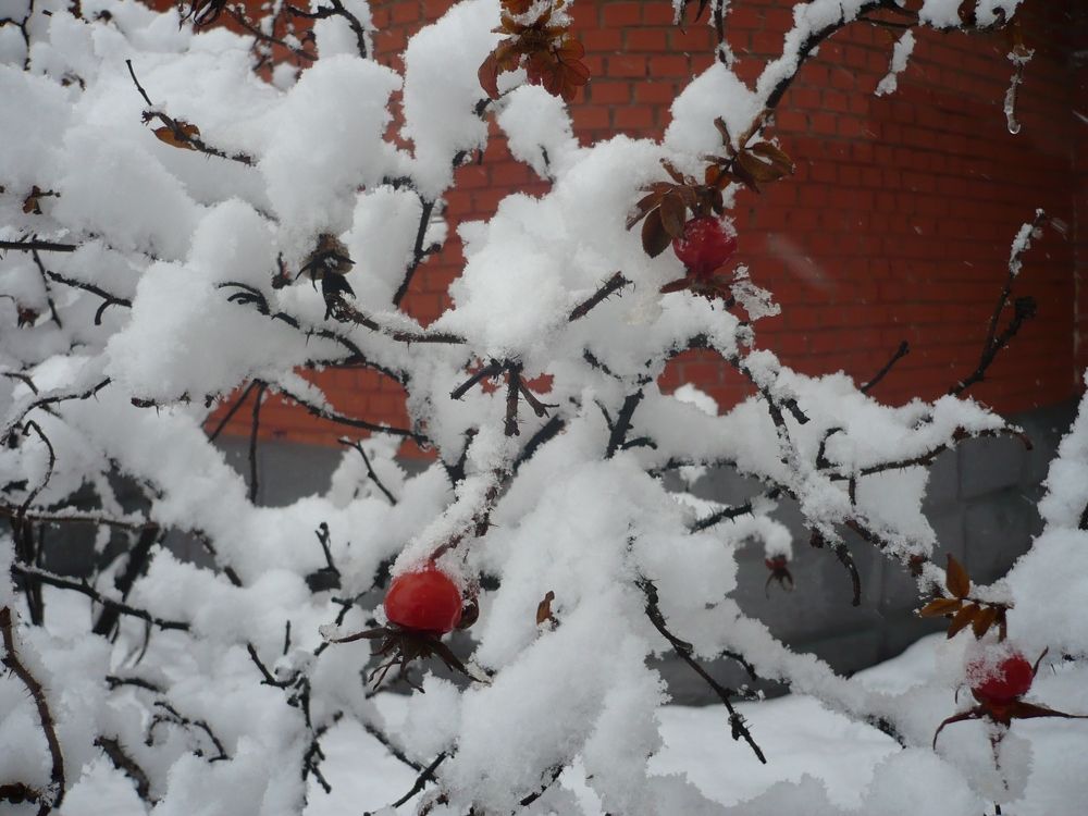 Photograph by Елена Смирнова