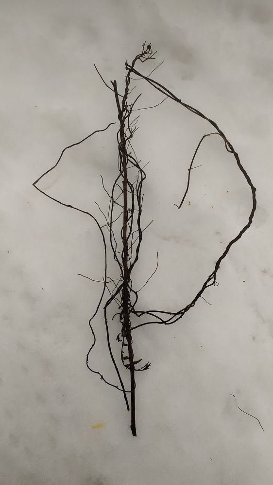 Photograph by Елена Смирнова