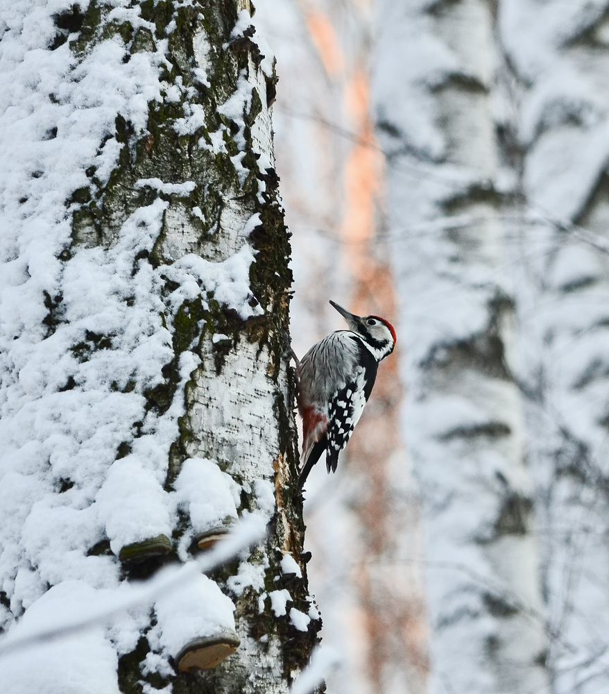 Photograph by Natalia Bolotenkova