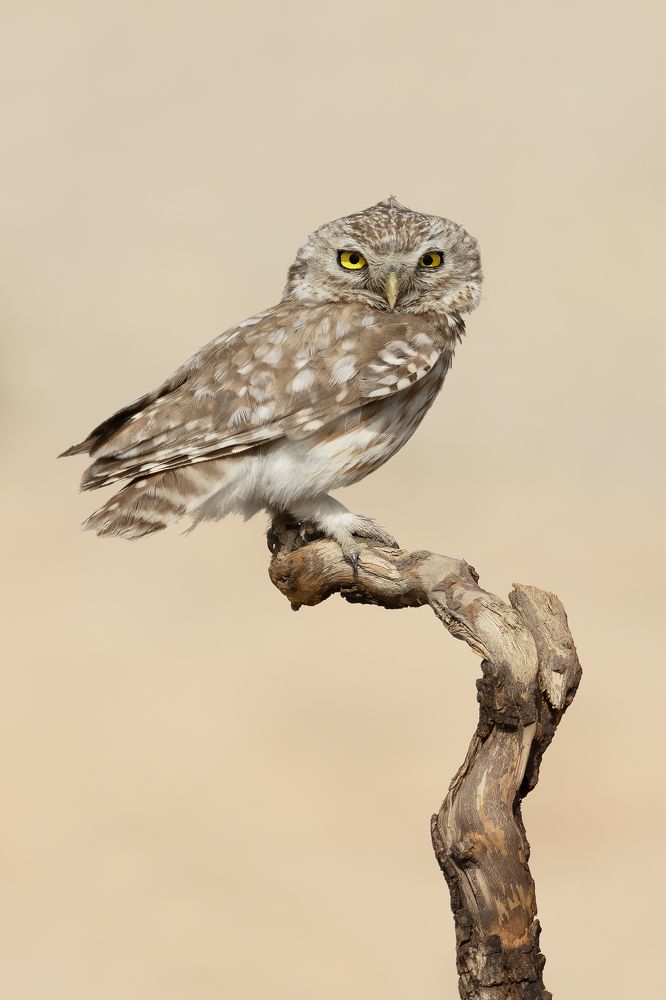 Фотография автора Mohammad Safdel