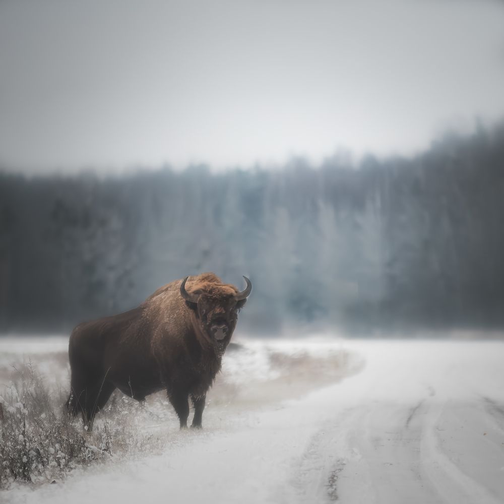 Photograph by Budyta Dariusz