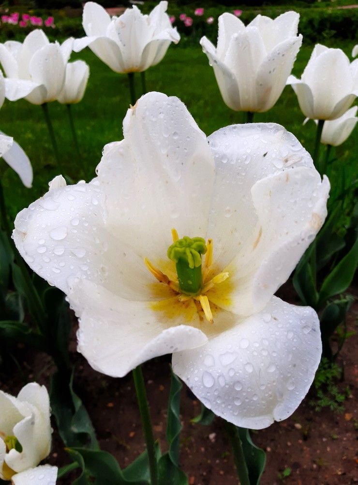 Photograph by Галина Глазкова