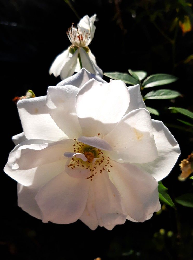 Photograph by Галина Глазкова