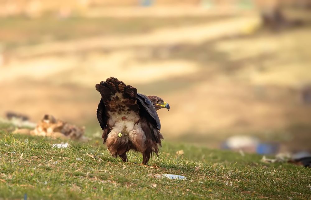 Photograph by Ольга Одаренко