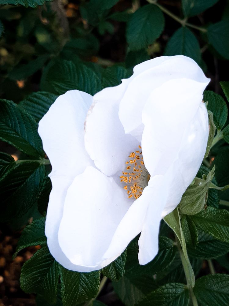 Photograph by Людмила Худякова