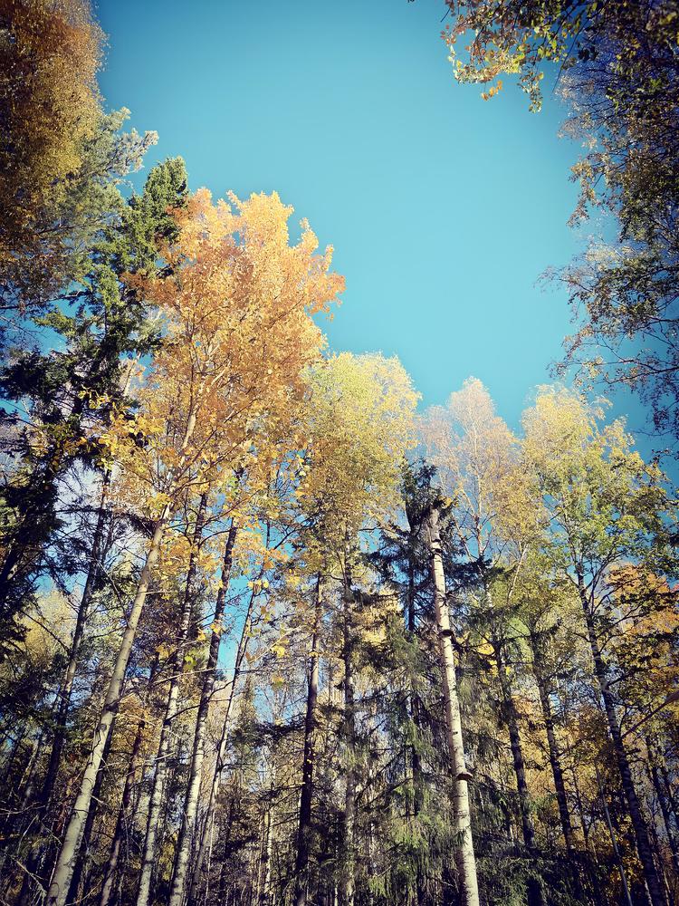 Осень в парке