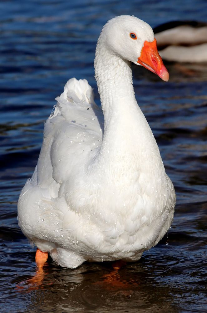 Photograph by Татьяна Слесарева