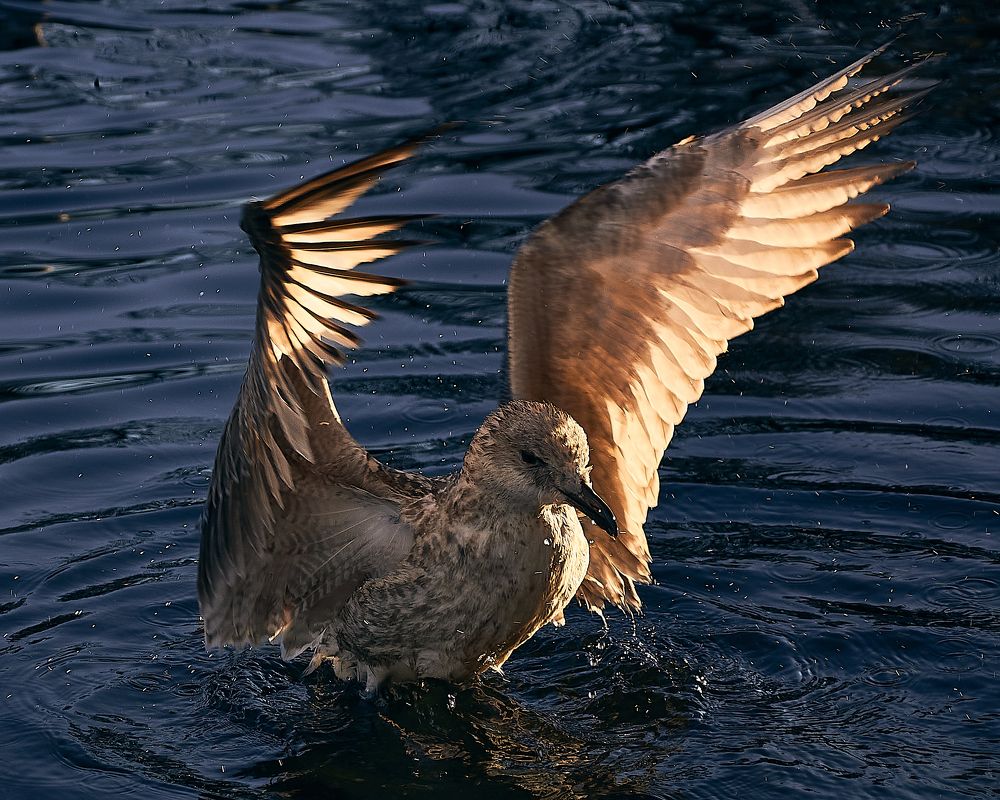 Фотография автора Денис Гарусов