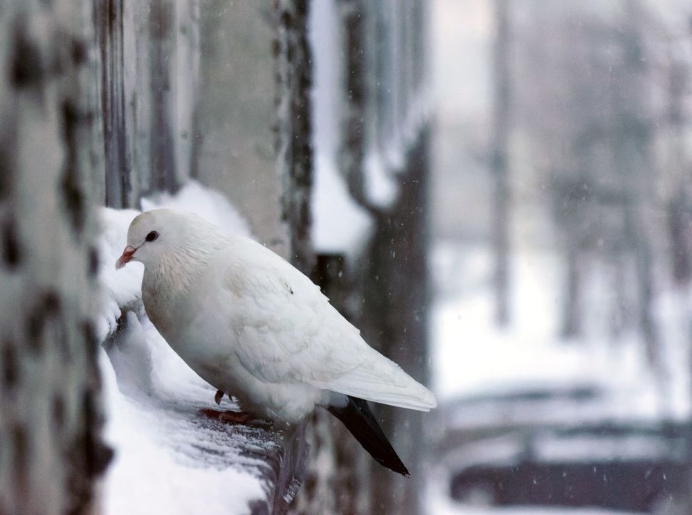 Photograph by Елизавета Нефедова