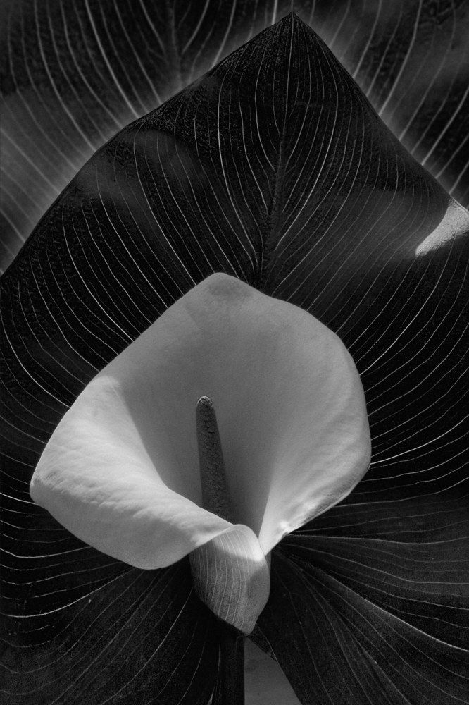 Белый цветок