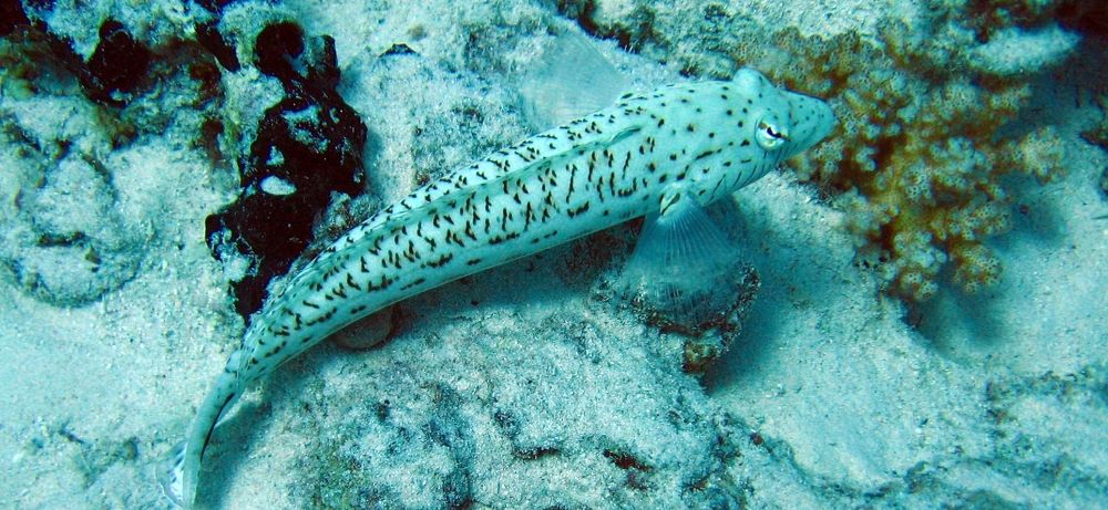 Photograph by Dina Eid