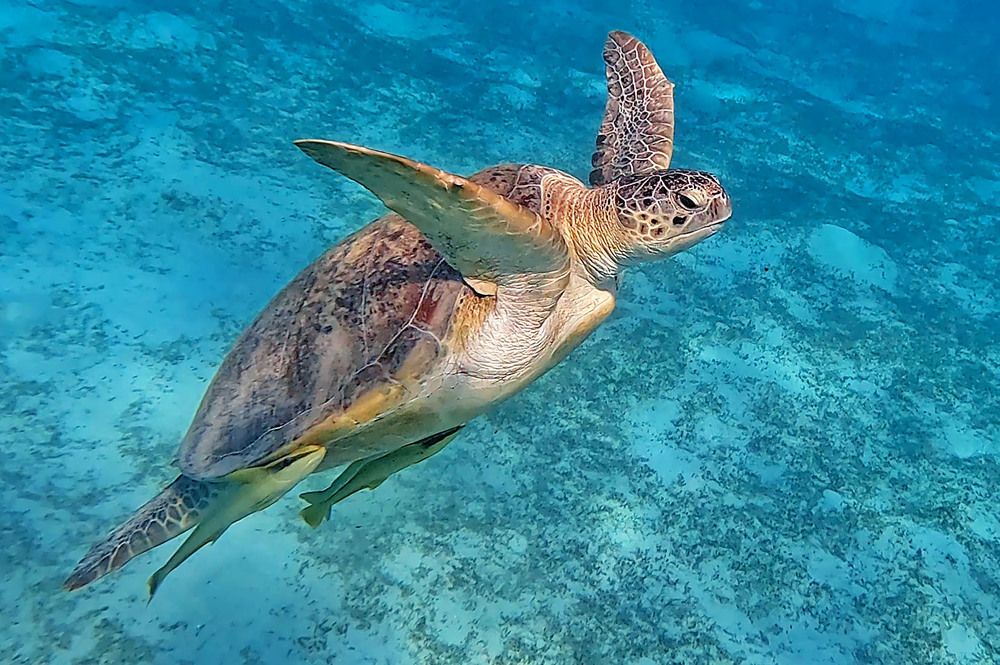 Zeeschilpad in de Rode zee