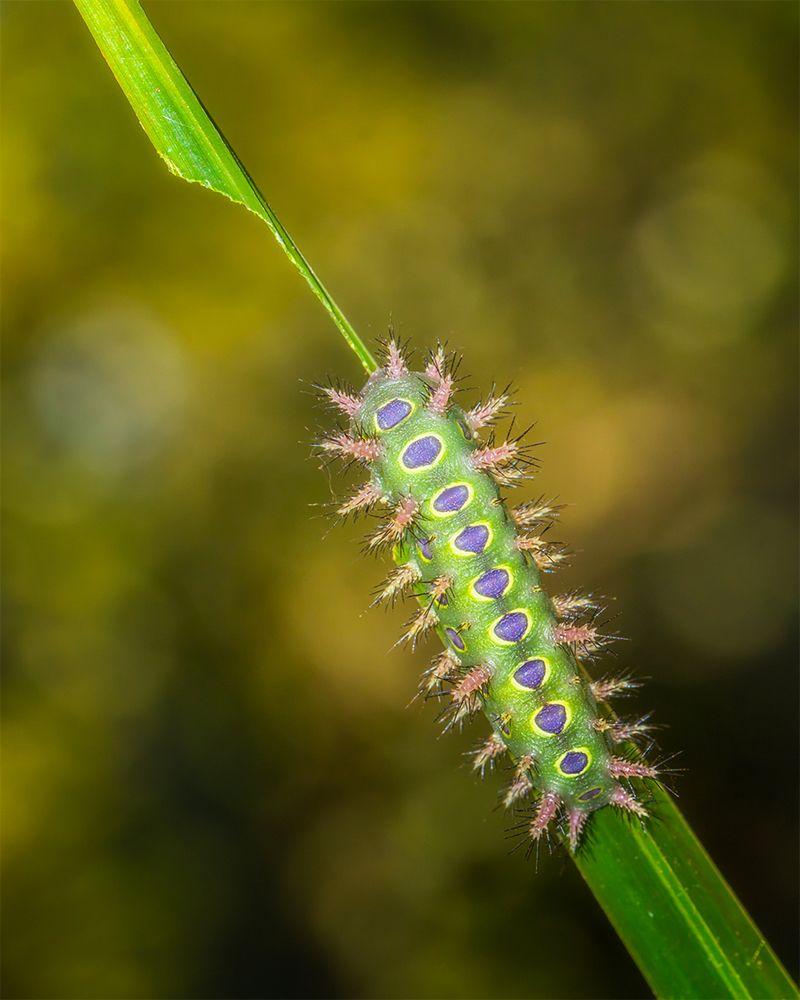 Photograph by Manaska Mukhopadhyay