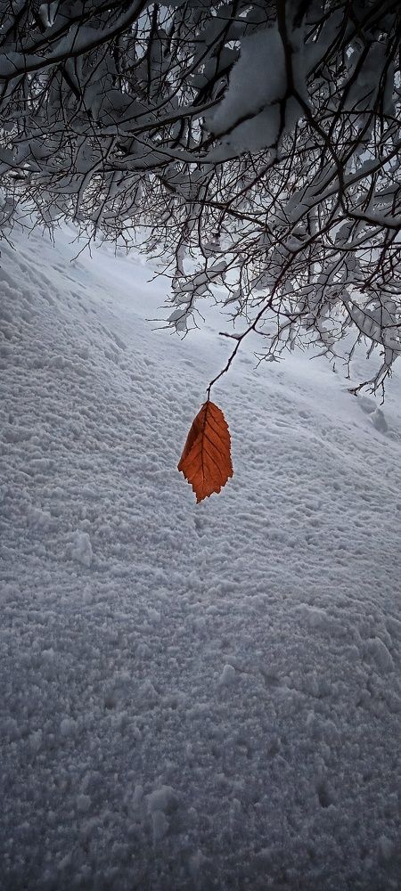 Фотография автора Mahdi Mohammadi