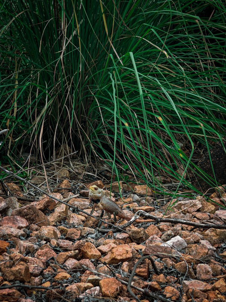 Camouflage chronicles