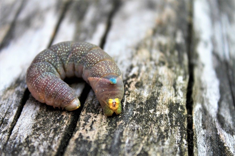 Photograph by Inese Firsova