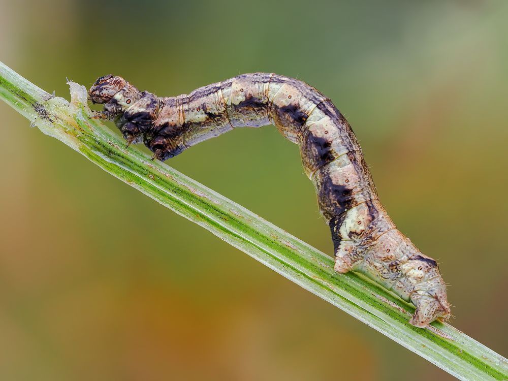Photograph by Ireneusz Irass Walędzik