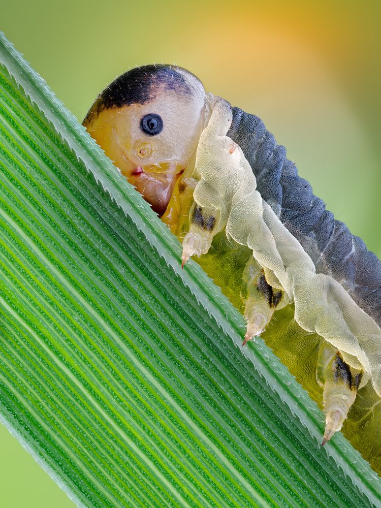 Photograph by Ireneusz Irass Walędzik