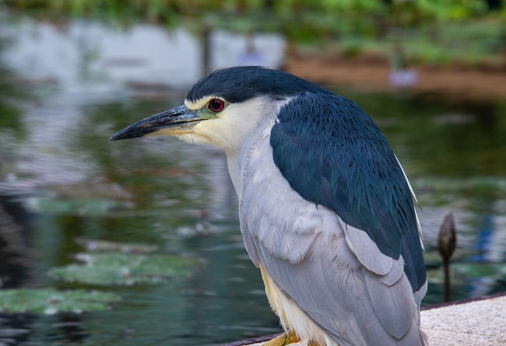 Photograph by Vladimir Bragilevsky