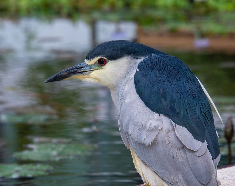 Photograph by Vladimir Bragilevsky