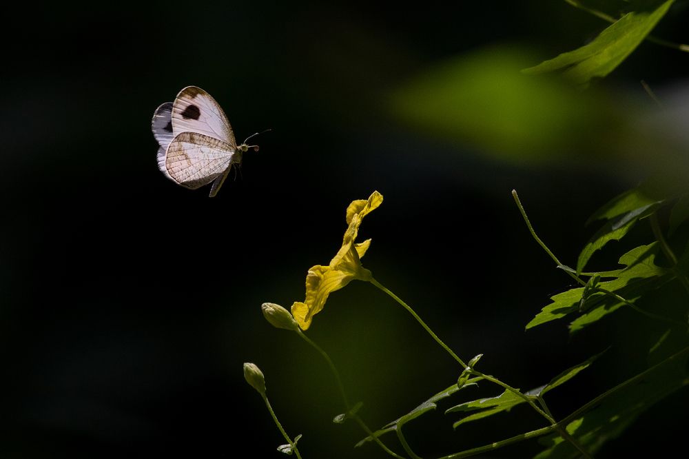 Photograph by Manaska Mukhopadhyay