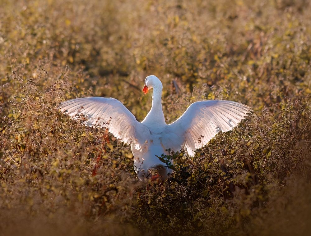 Photograph by Valdir Hobus