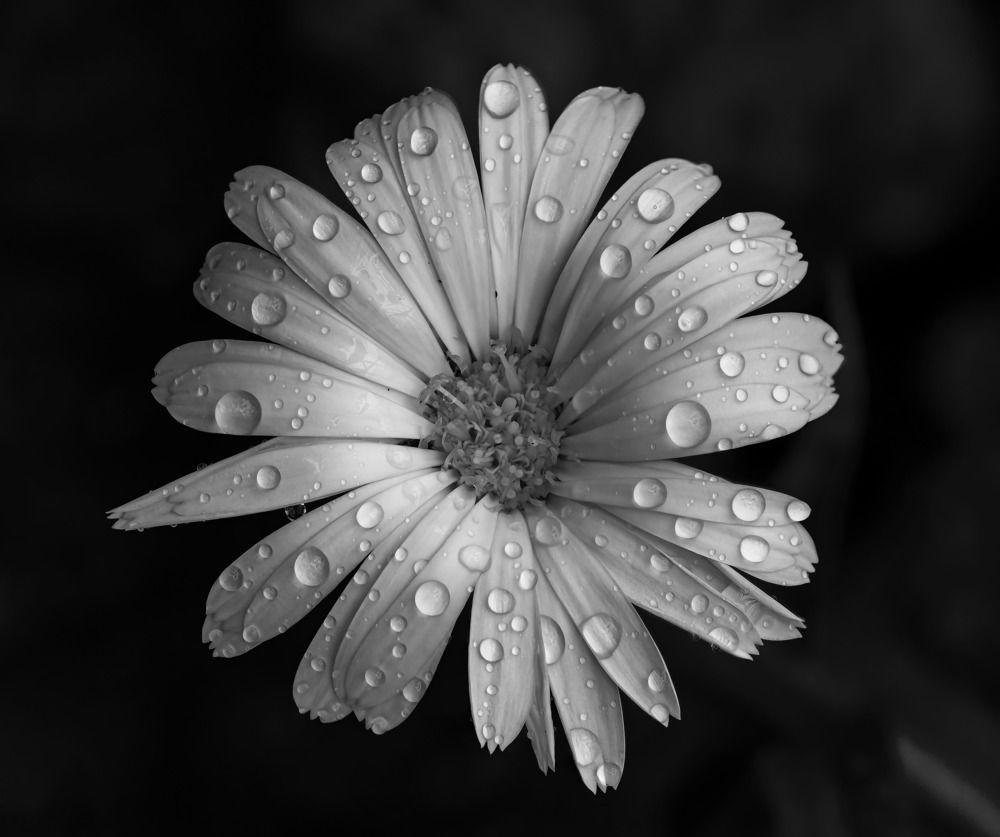 Photograph by Valdir Hobus