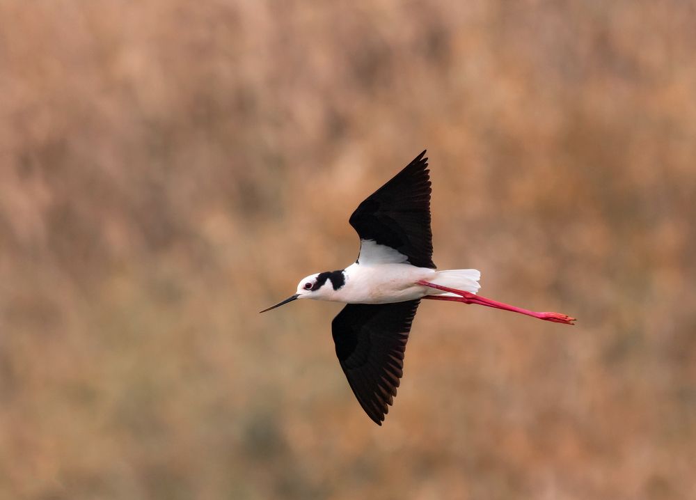 Photograph by Valdir Hobus