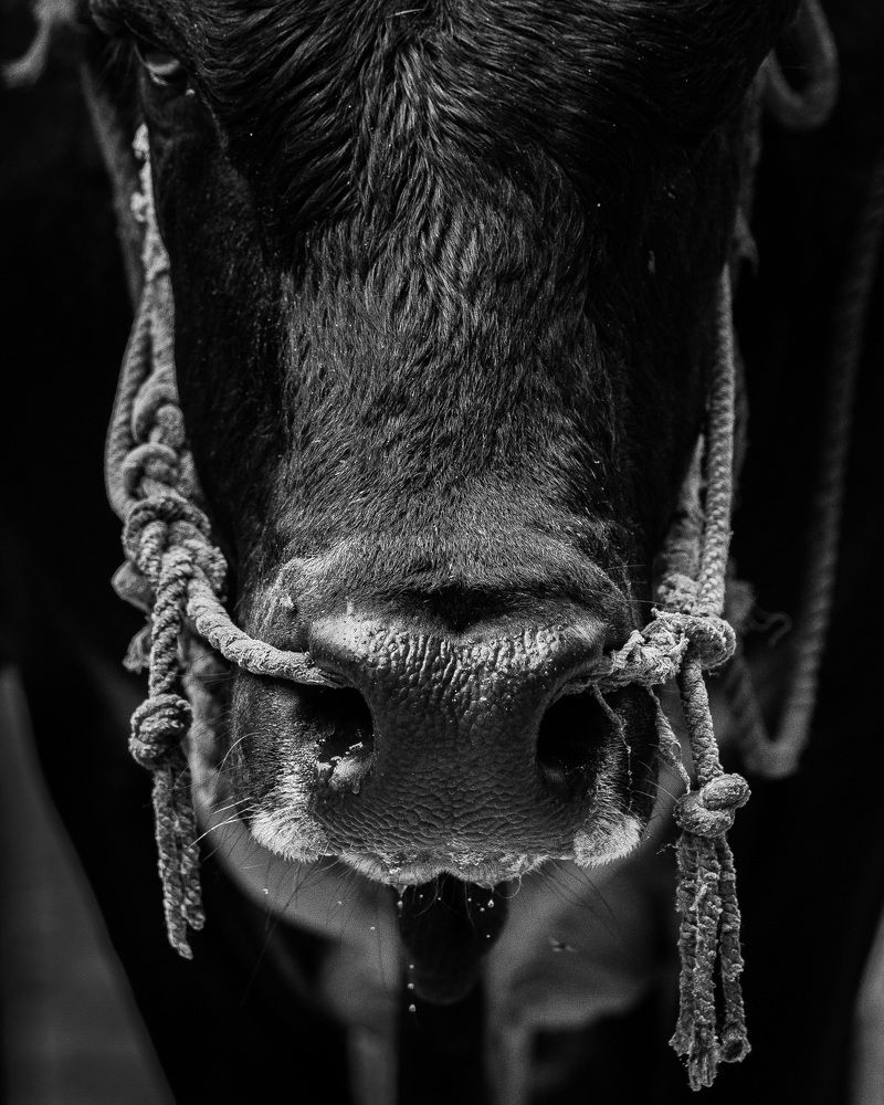 Photograph by Aminda Diyunuge