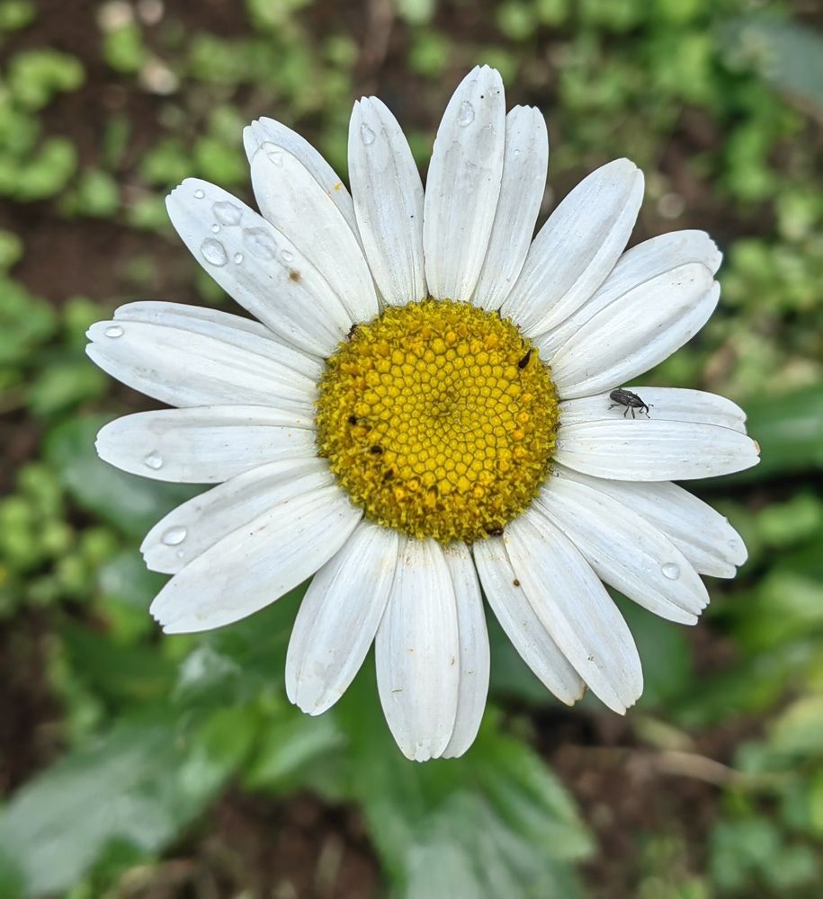 Photograph by Virginia Azocar