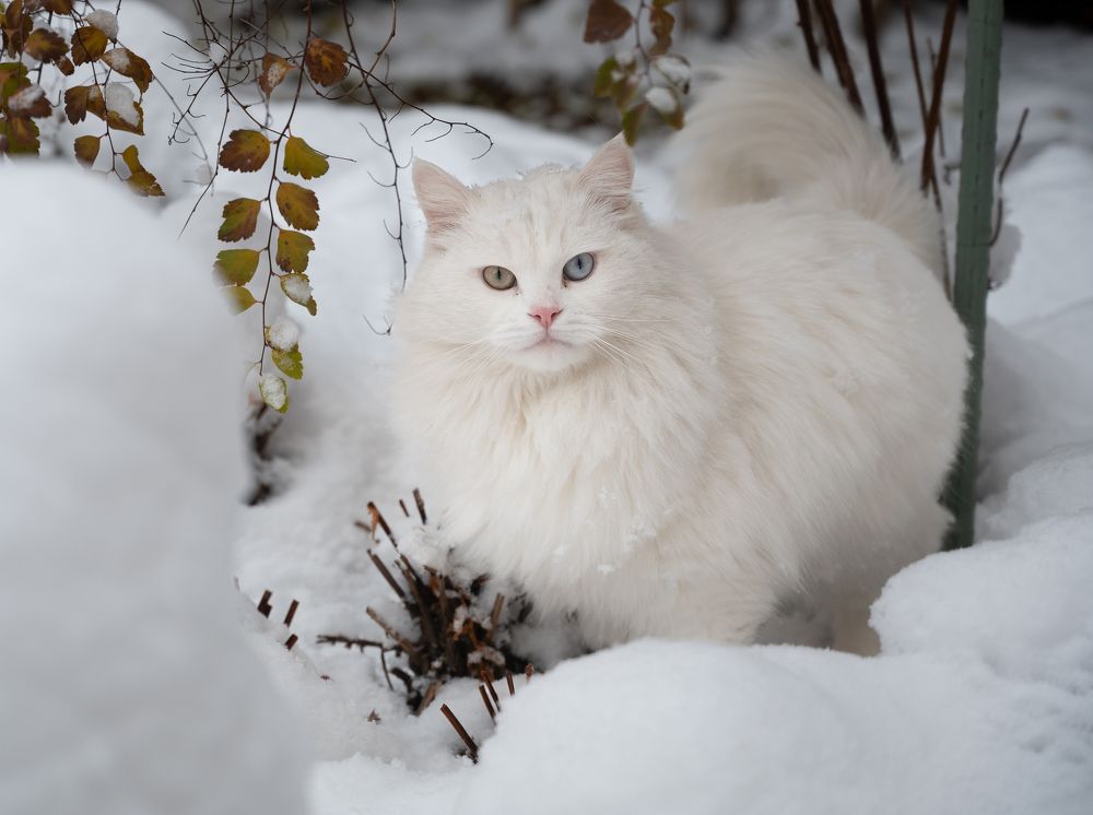 Photograph by Валерий Одинцов