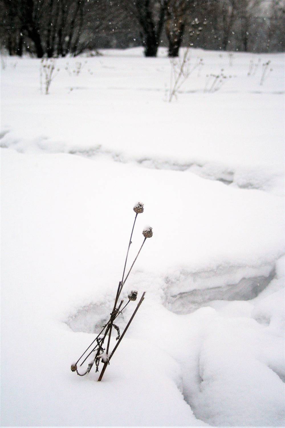 Photo #11418598
