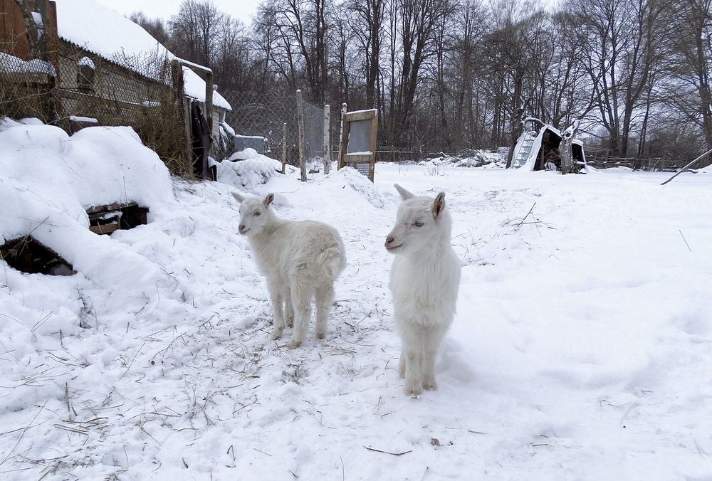 Белые козлята на снегу