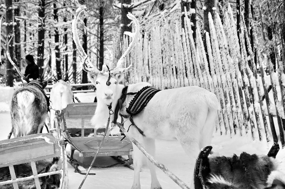 Северный олень. Финляндия.