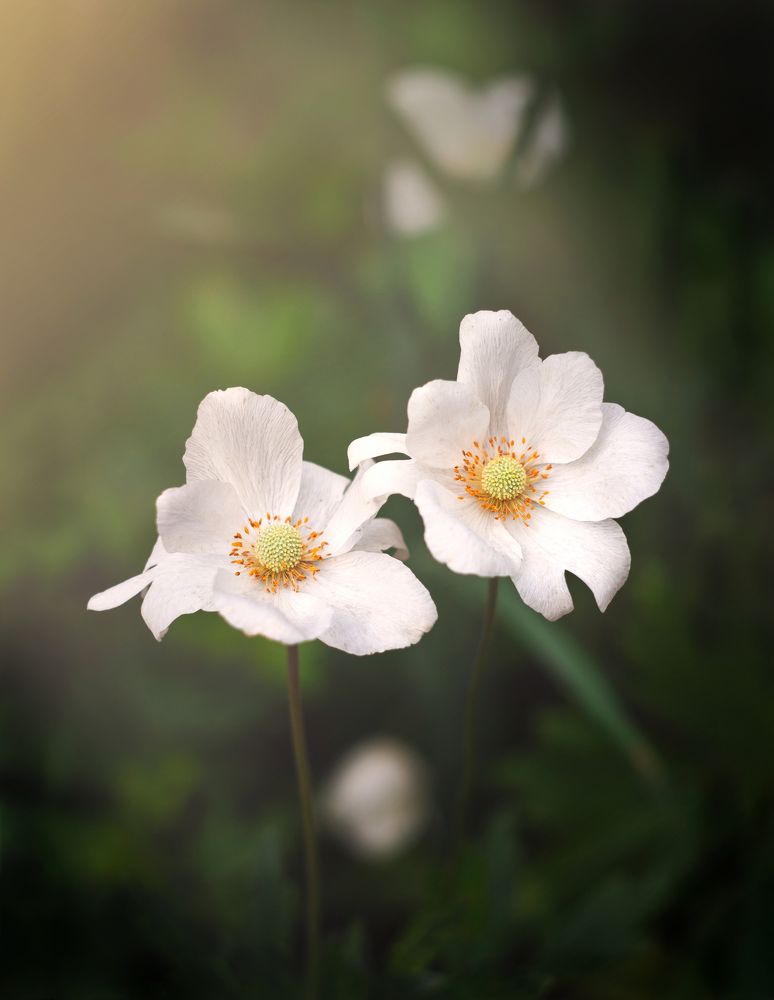 Photograph by Евгения Кинжакова