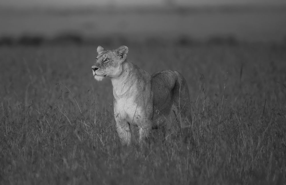 Lioness During Morning Walk