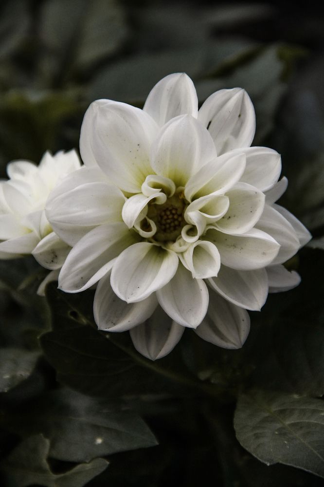 Photograph by Анастасия Псарёва