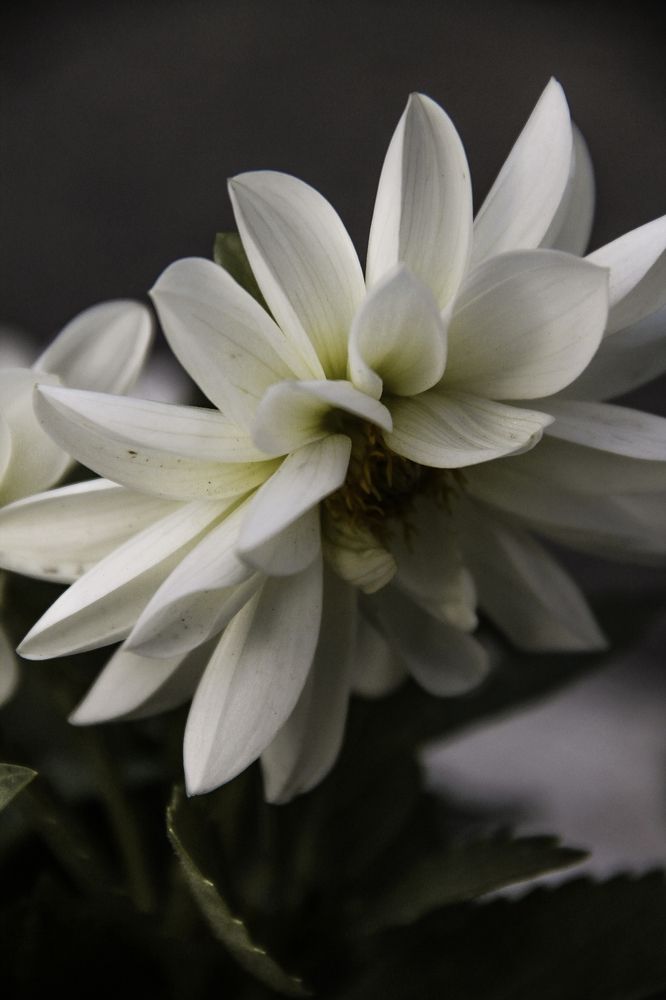 Photograph by Анастасия Псарёва