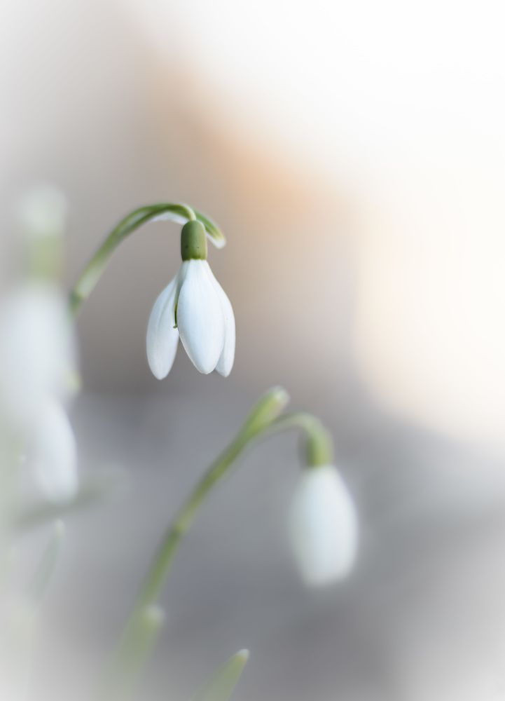 Фотография автора Мария Рохмистрова