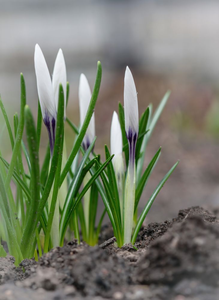 Фотография автора Мария Рохмистрова