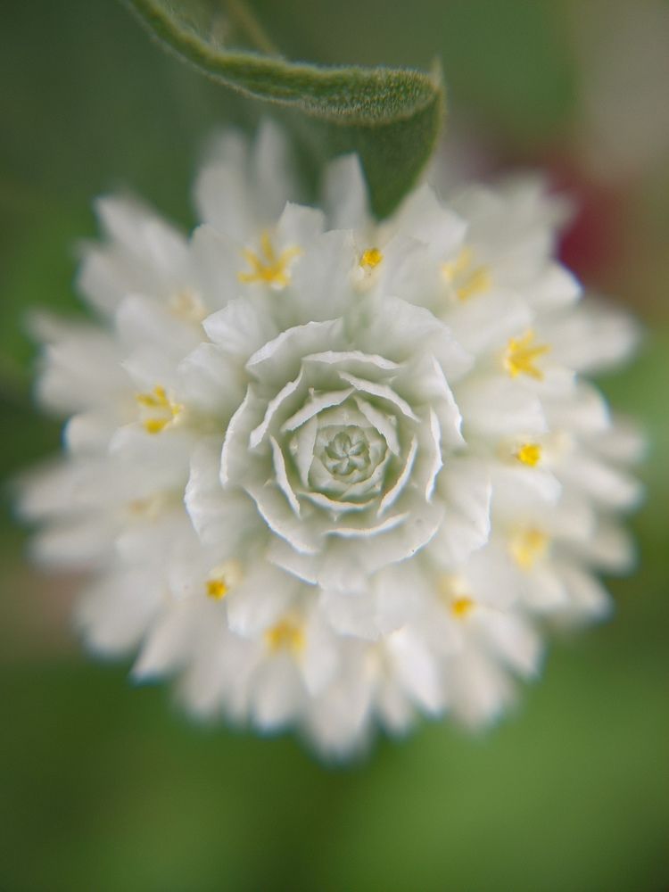 Photograph by Vijayakumar