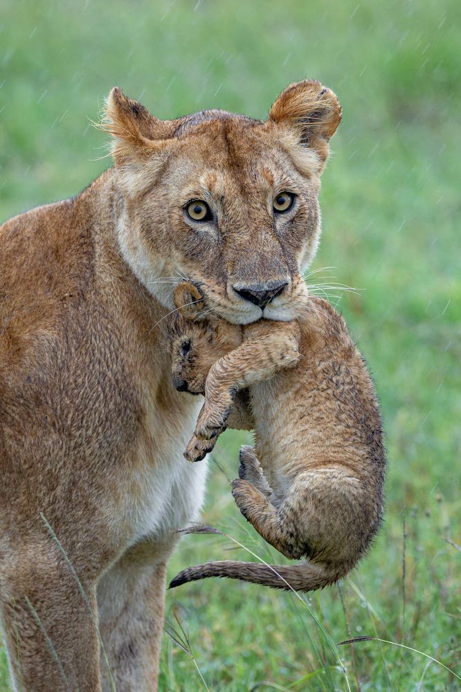 Lioness With Cub
